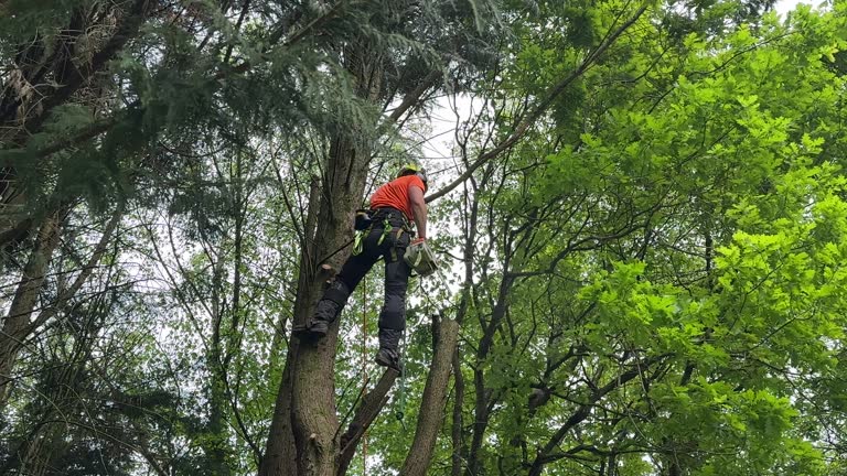 Best Tree Disease Treatment  in Pompton Plains, NJ