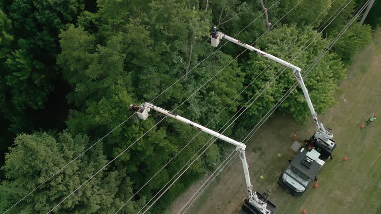 Best Tree Cabling and Bracing  in Pompton Plains, NJ