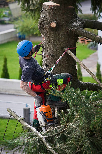 Best Tree Risk Assessment  in Pompton Plains, NJ
