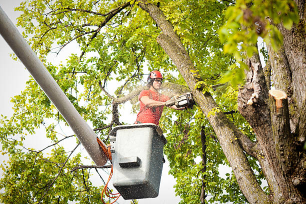Best Hazardous Tree Removal  in Pompton Plains, NJ